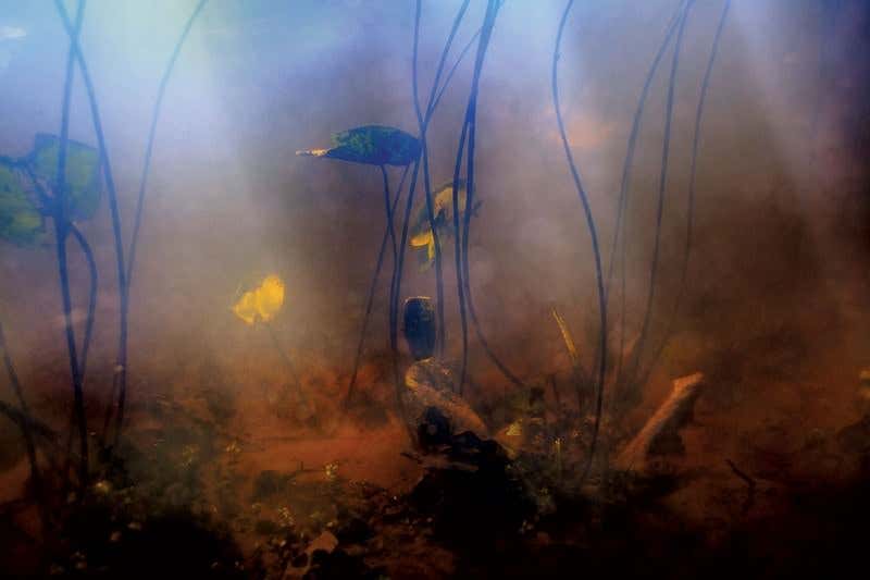 Global browning: Why the world's fresh water is getting murkier