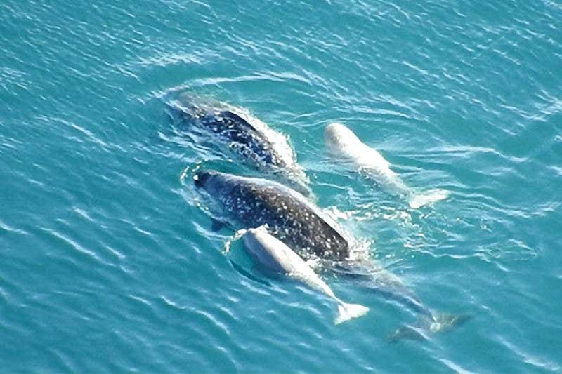 New Scientist. Science news and long reads from expert journalists, covering developments in science, technology, health and the environment on the website and the magazine.