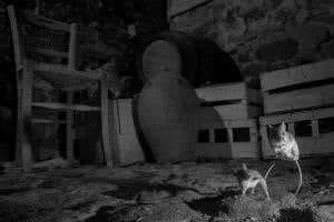 Night-time mouse ninjas caught in mid-air fight for food