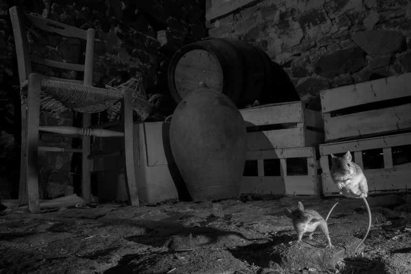 New Scientist. Science news and long reads from expert journalists, covering developments in science, technology, health and the environment on the website and the magazine.