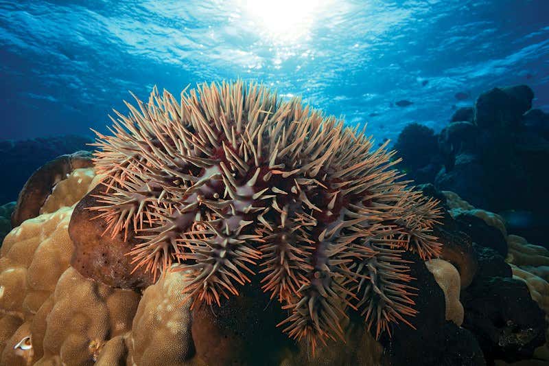Can this starfish-killing robot save the Great Barrier Reef?