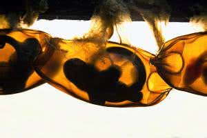 Shark virgin births seen in two generations for the first time