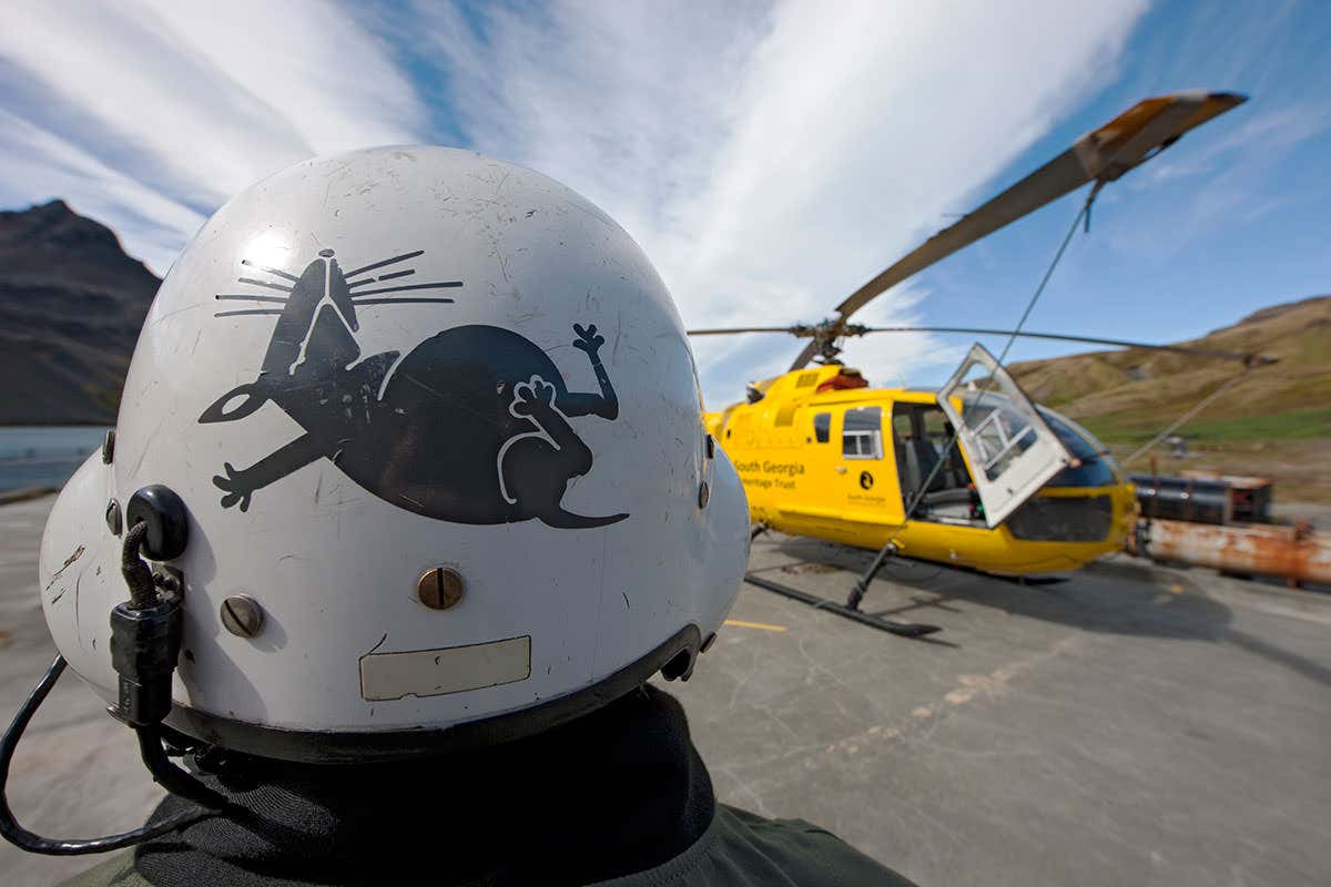 Stowaway rats have had a catastrophic effect on the bird populations of the island of South Georgia