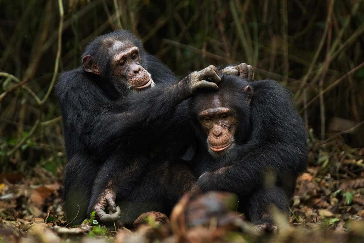 Chimp grooming