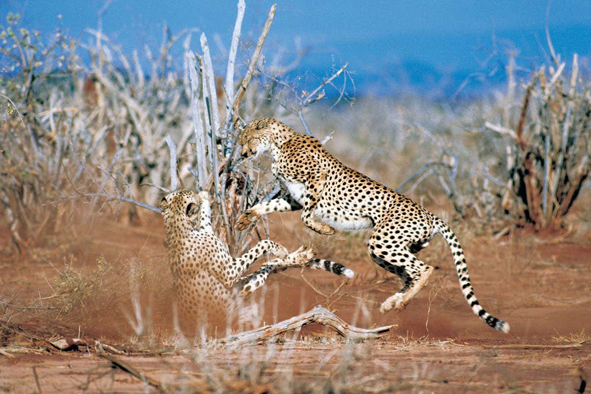 Cheetah courtship in the wild
