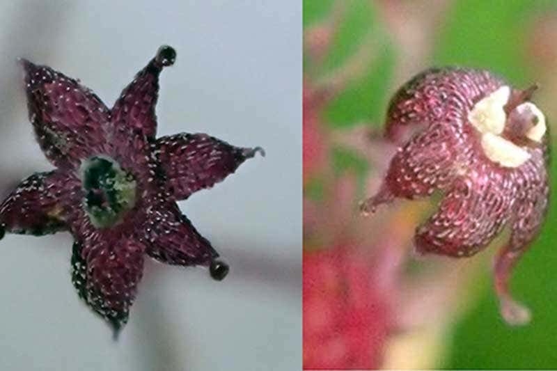 The flowers of Sciaphila yakushimensis (left) and Sciaphila nana poke above the ground