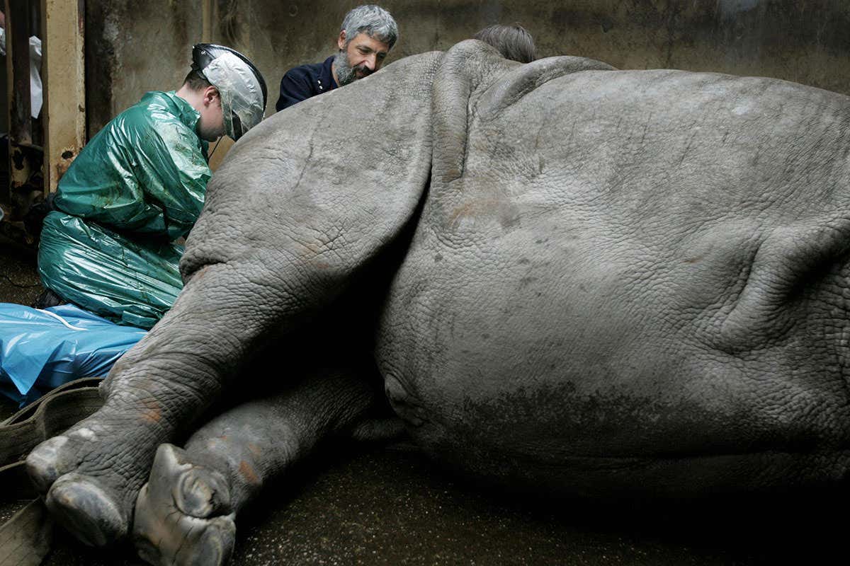 Vet attempts to artificially inseminate a white rhinoceros