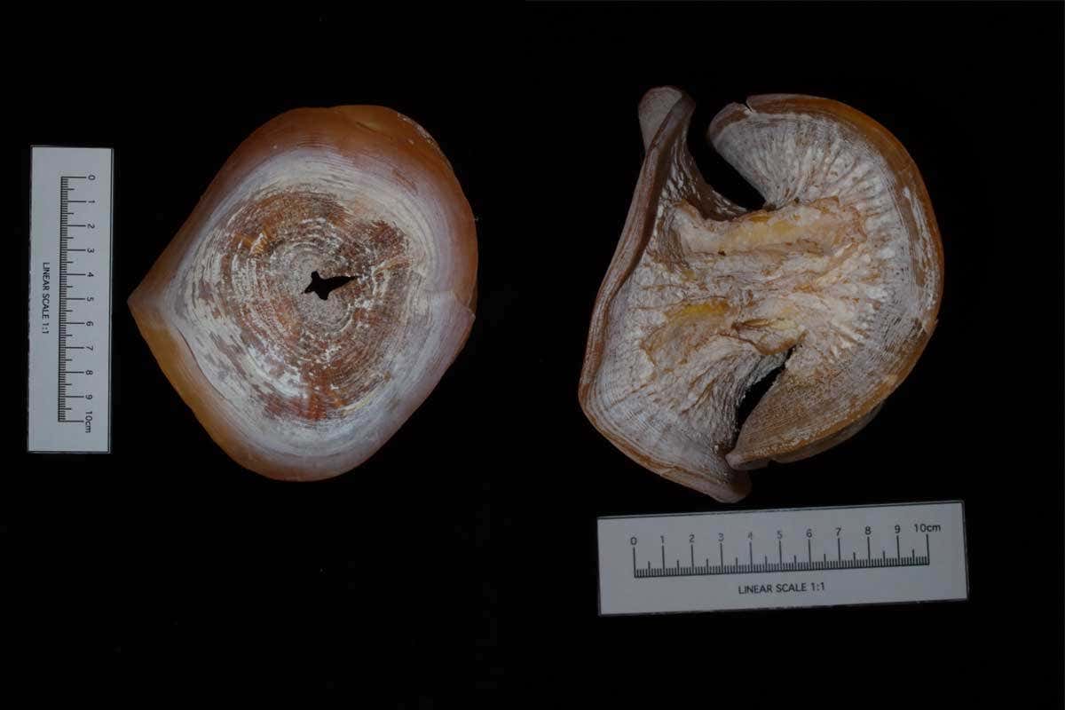 New Scientist. Science news and long reads from expert journalists, covering developments in science, technology, health and the environment on the website and the magazine.