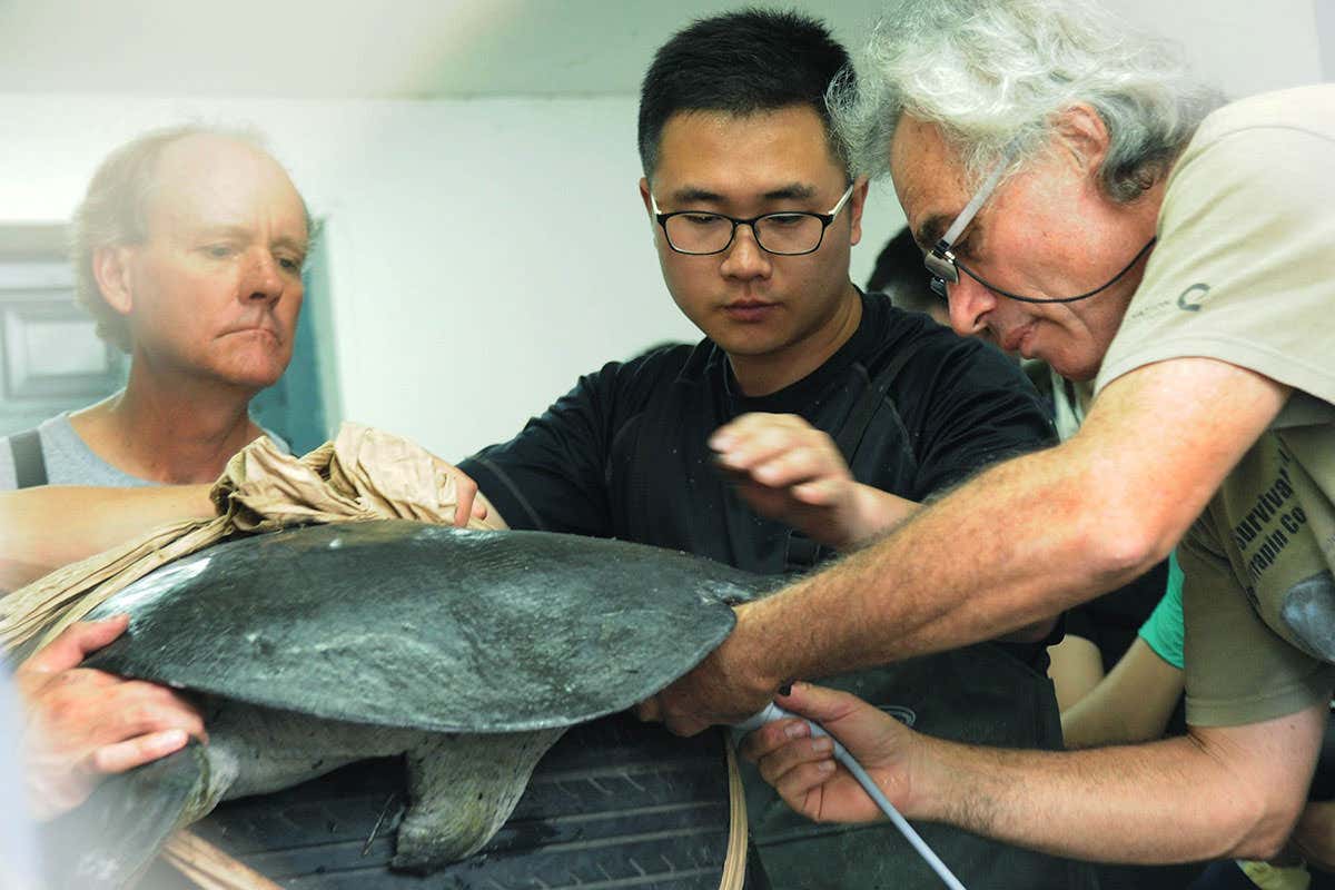 Artificial insemination of a Yangtzee giant softshell turtle