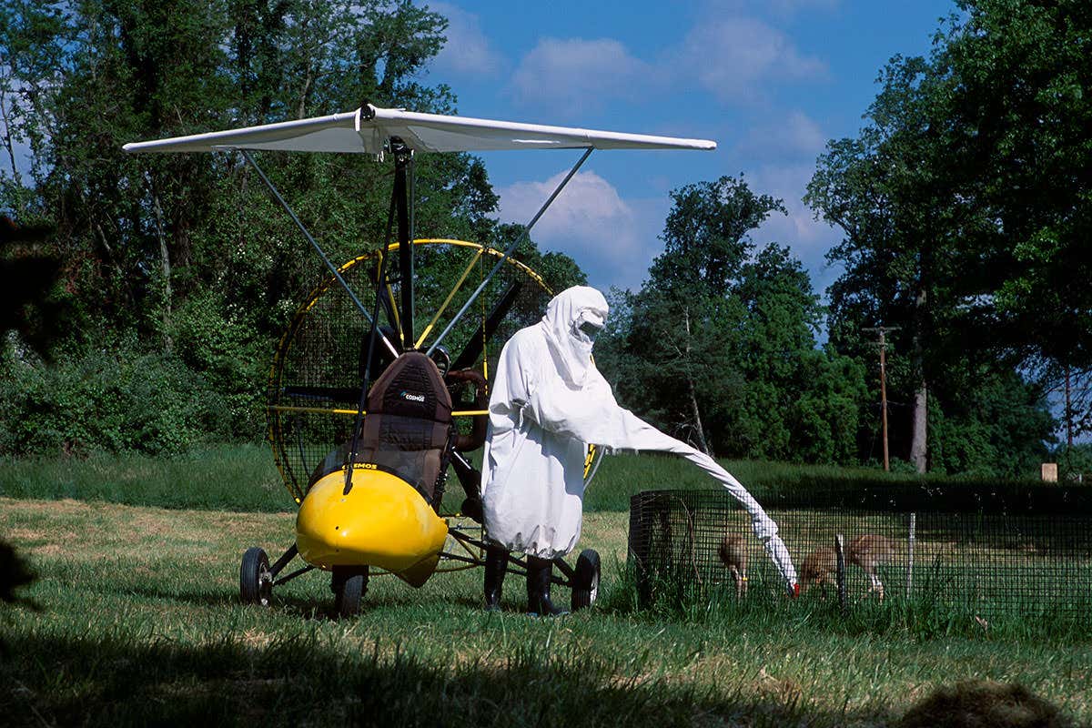 Researcher in crane costume with chicks