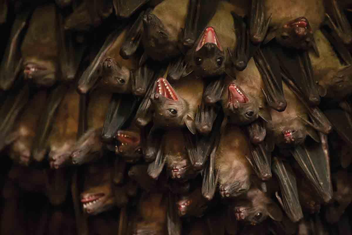 roosting bats