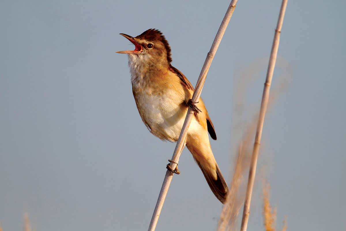 Reed warbler