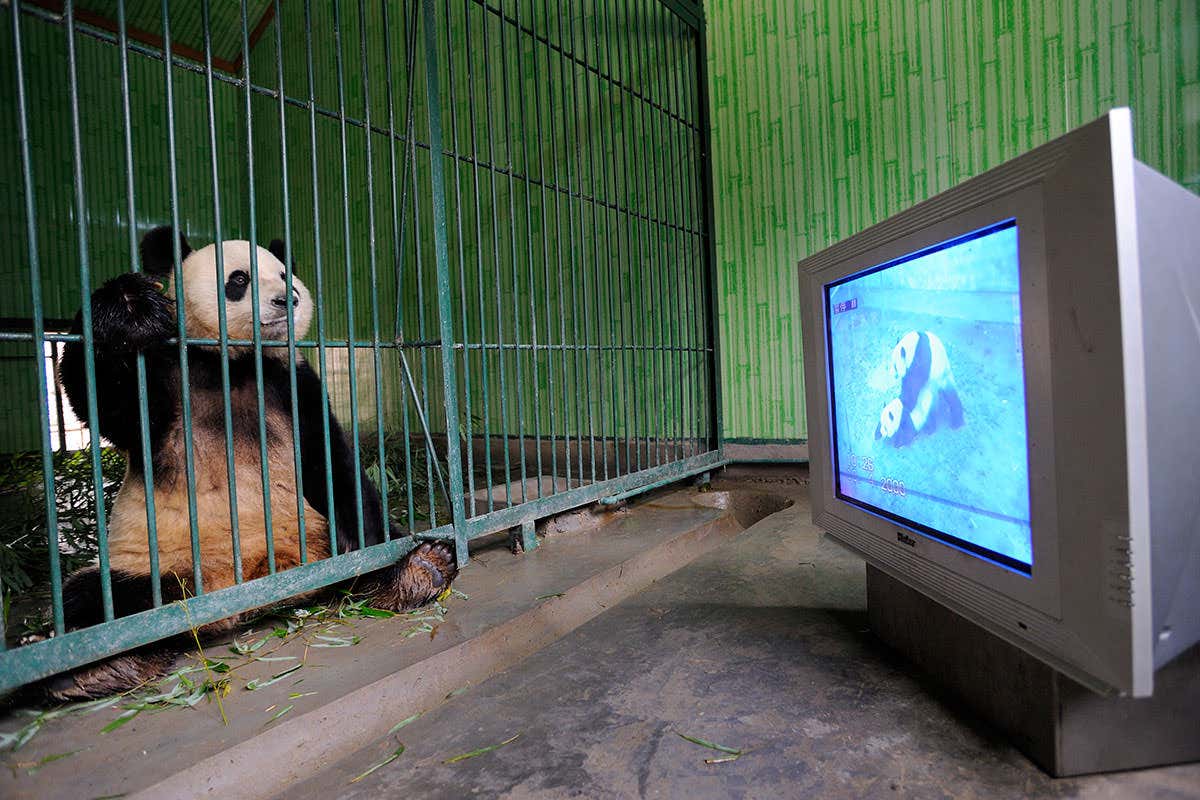 Panda watches panda porn