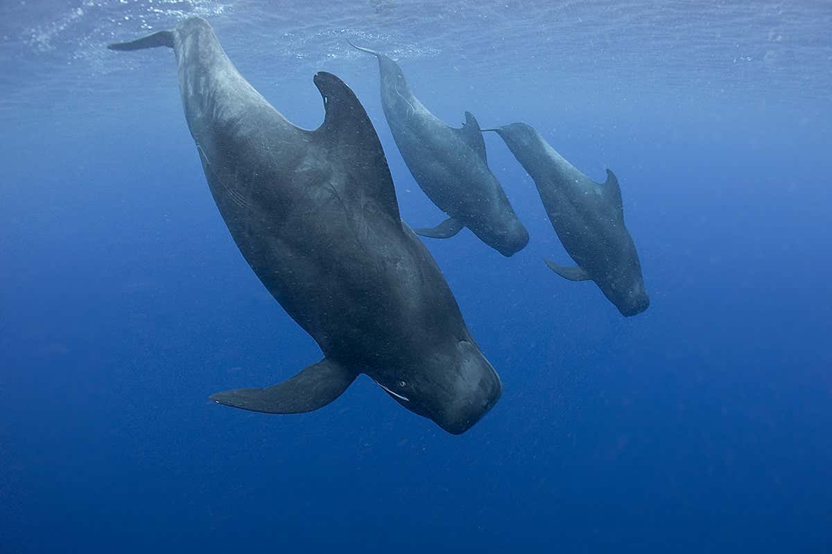 Three long-finned pilot whales underwater. They look mid-size, for a whale, and have stubby noses. Their fins do look quite long, and curvy