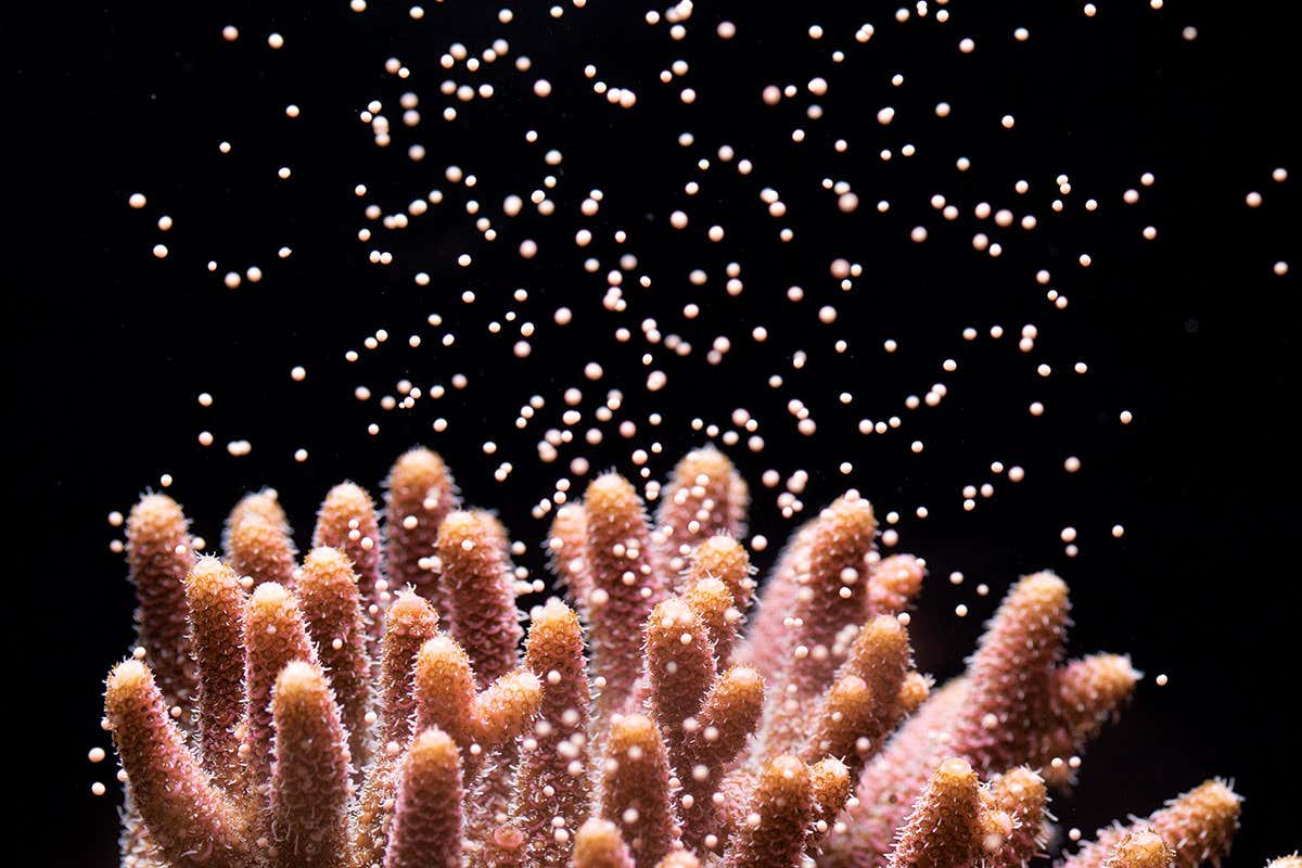 Coral spawning