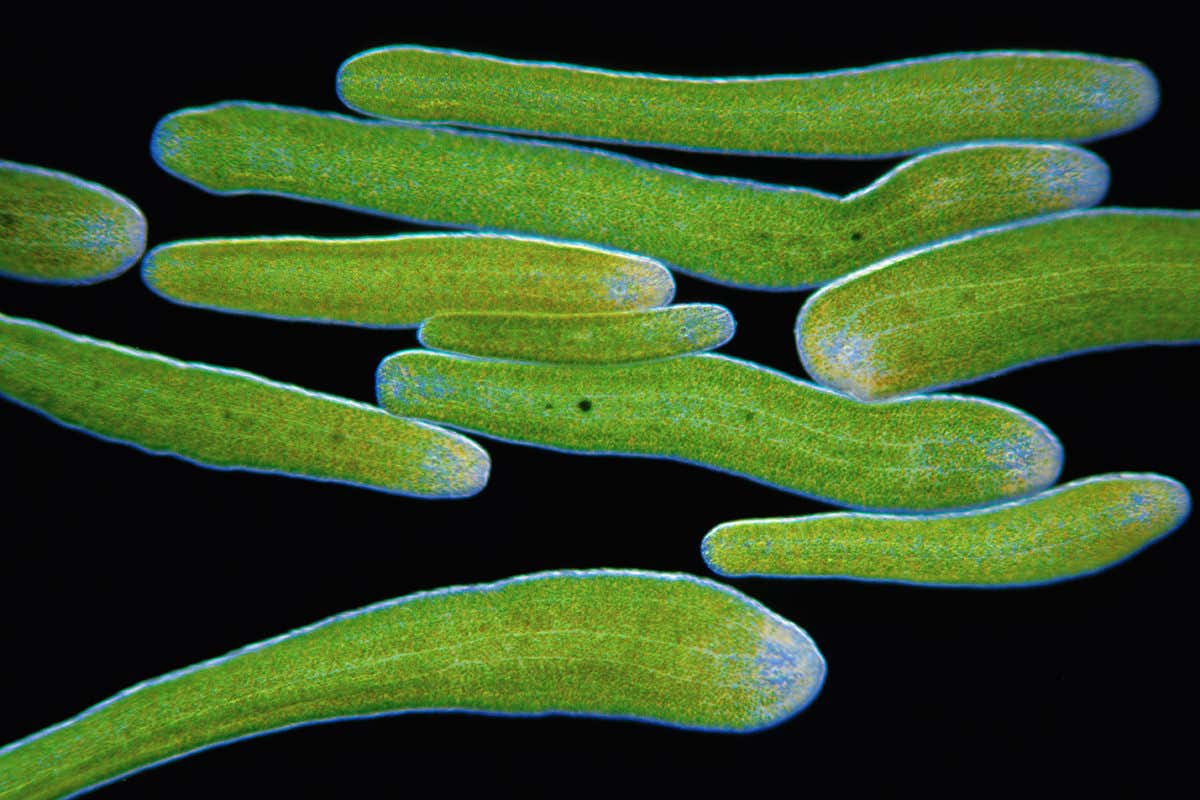 Green worms create a superorganism that becomes a giant seaweed
