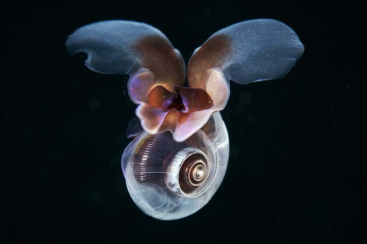 Sea snail