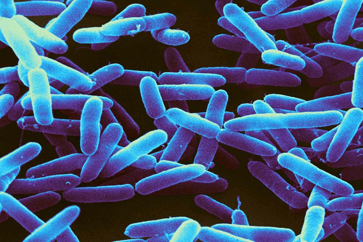 Rod shaped Pseudomonas bacteriabacteria
