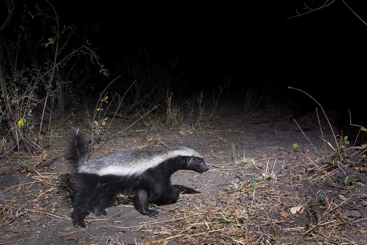 Namibia honey badger
