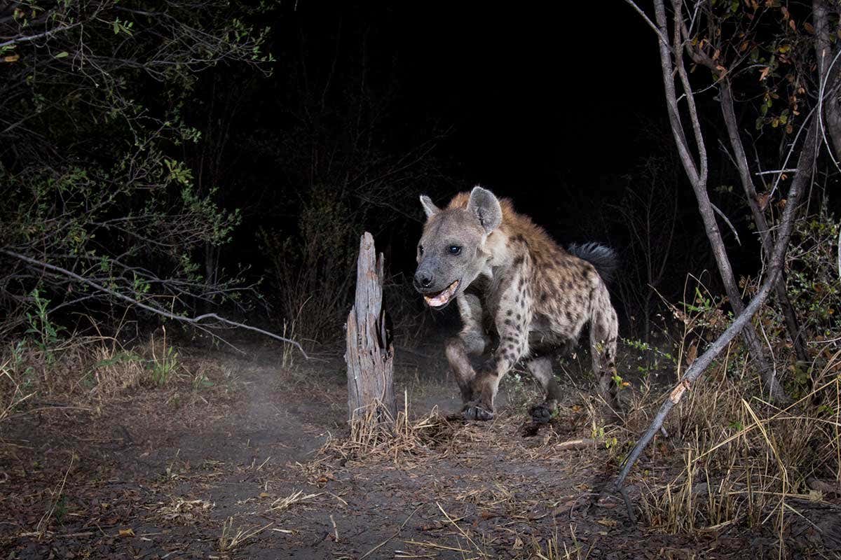 Namibia hyena