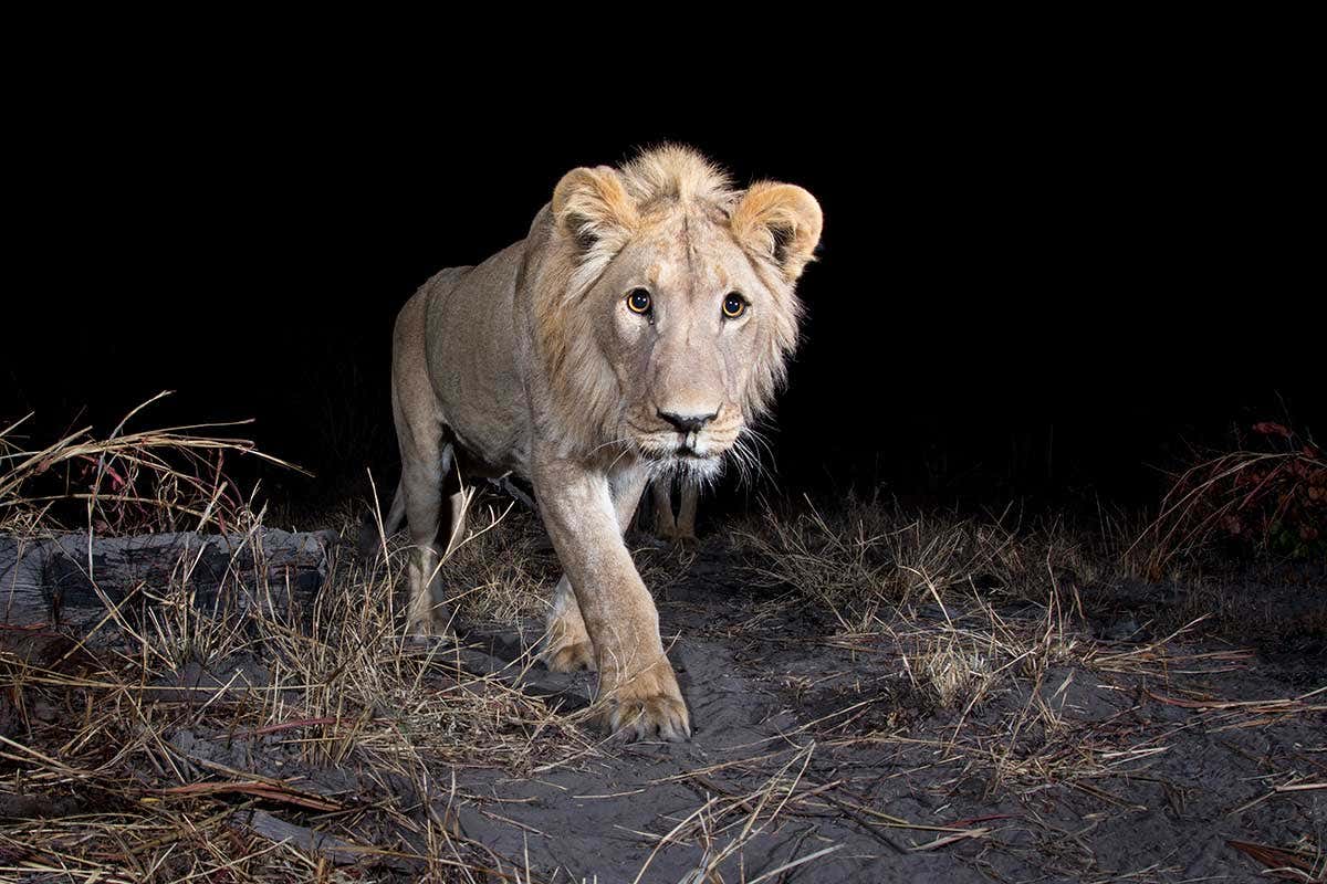Namibia lion