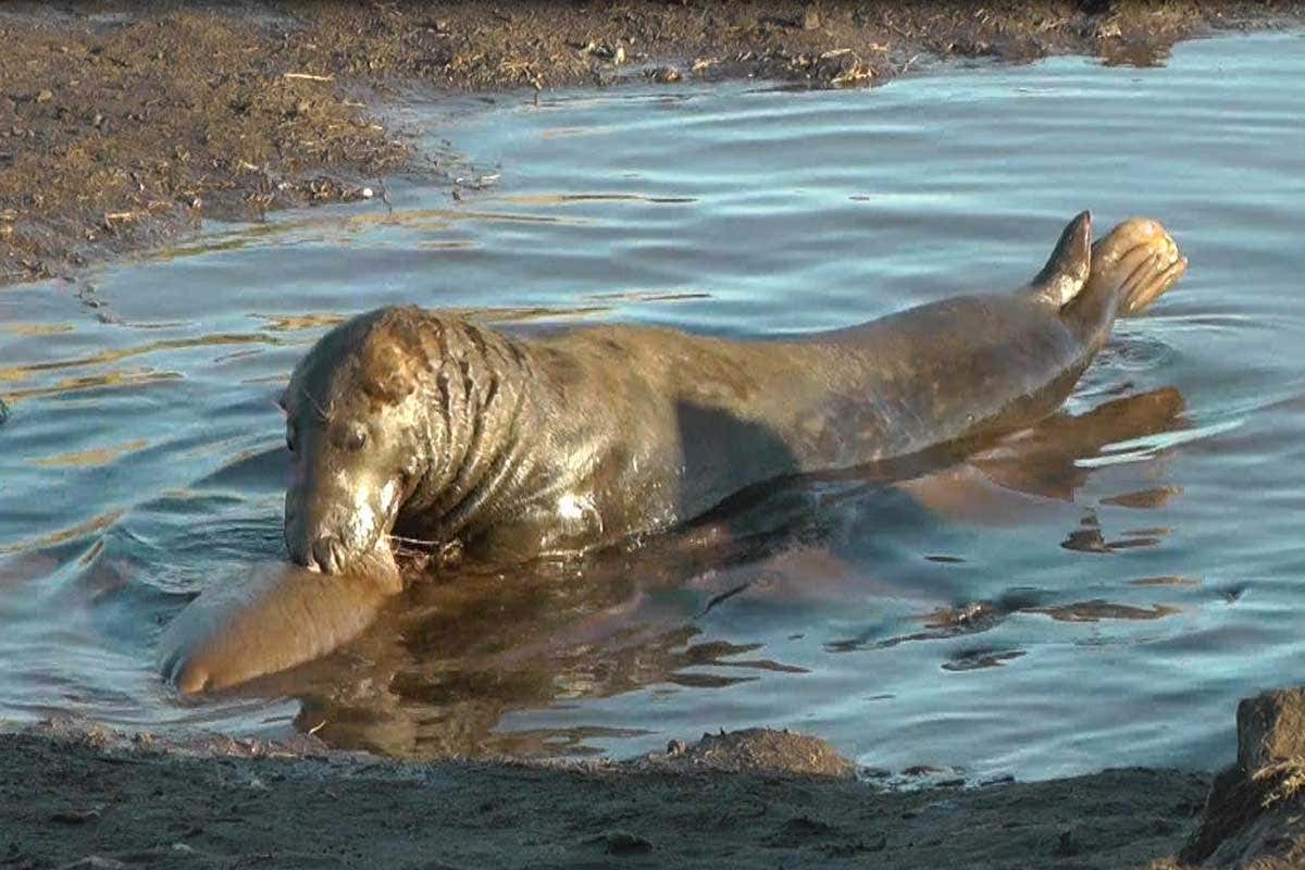 cannibal seal