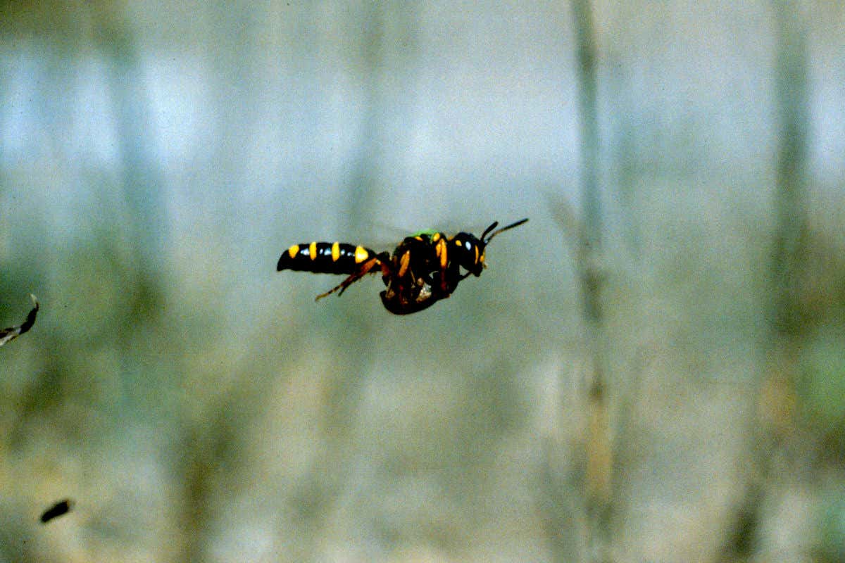Inside a wasp's head: Here's what it sees to find its way home