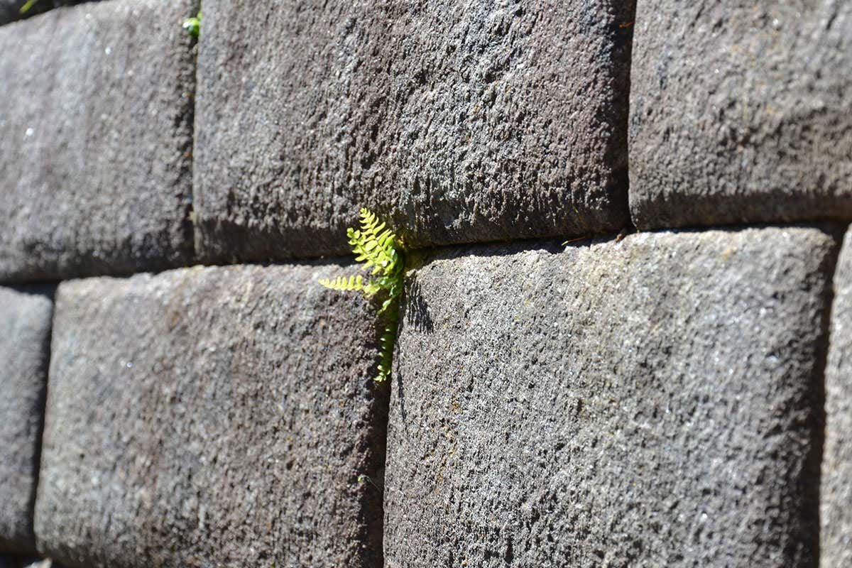 A fern growing out of a stone wall at Machu Picchu