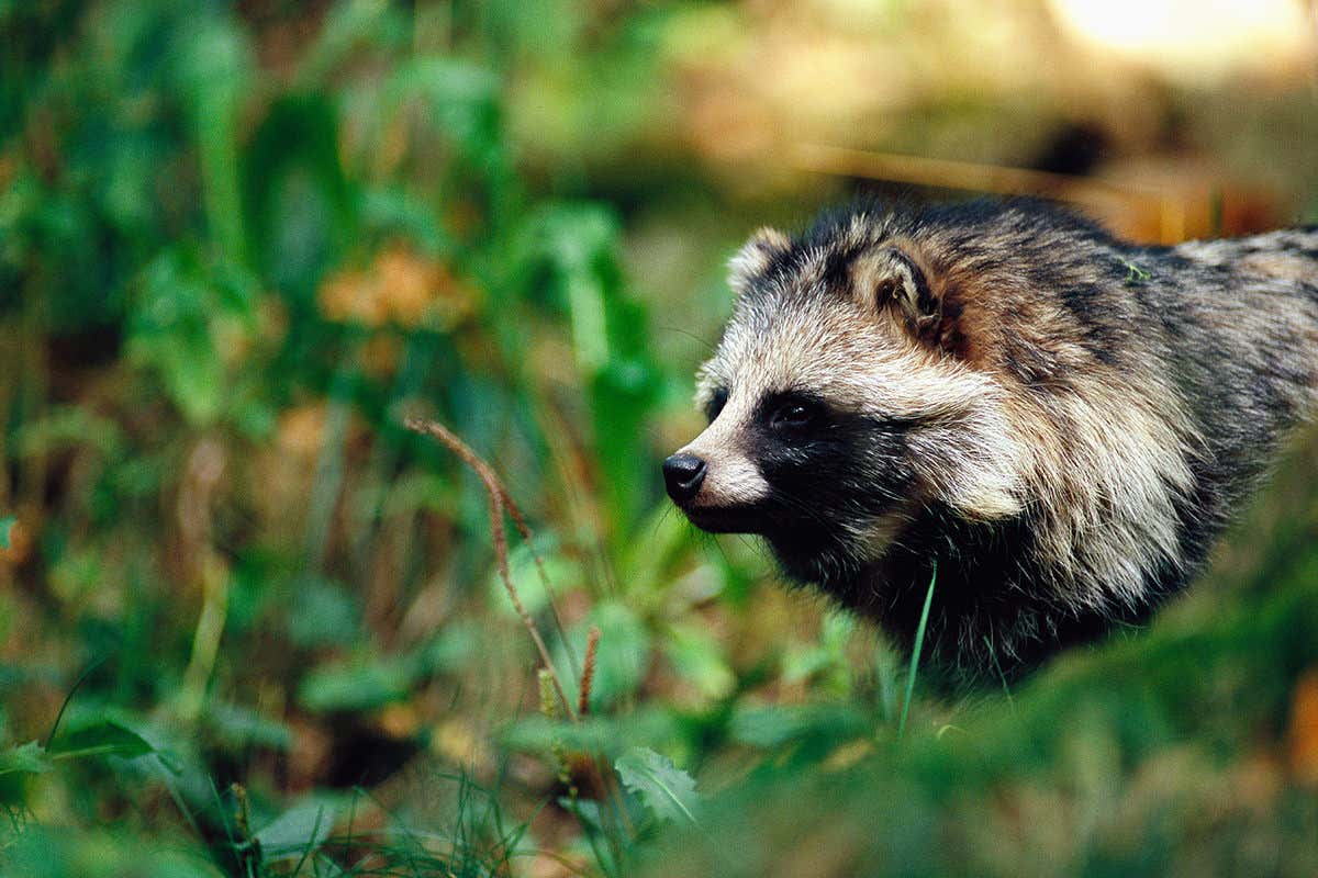 raccoon dog in Sweden