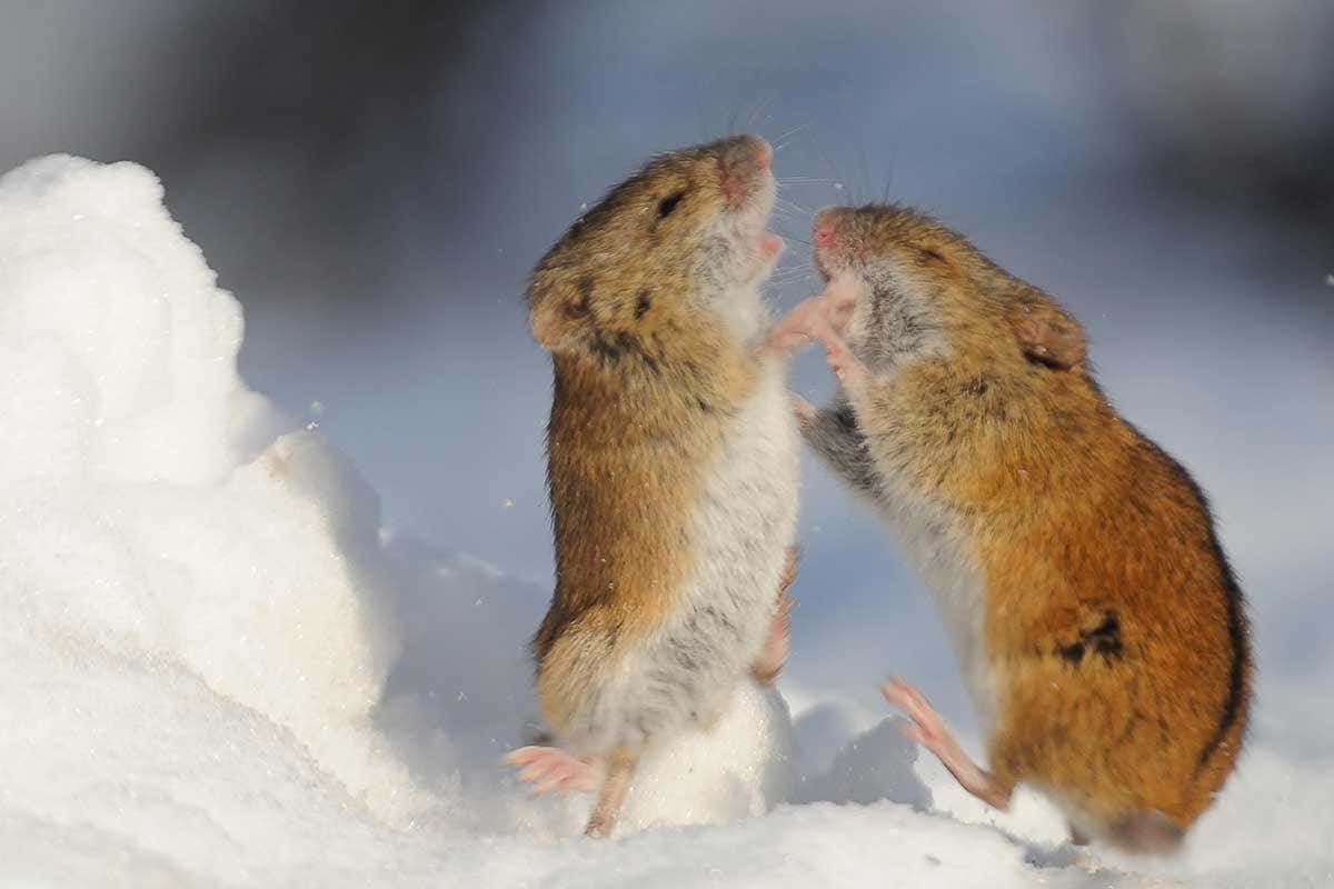 Two mice up on their back legs having at it. The one facing us has its mouth open and teeth visible