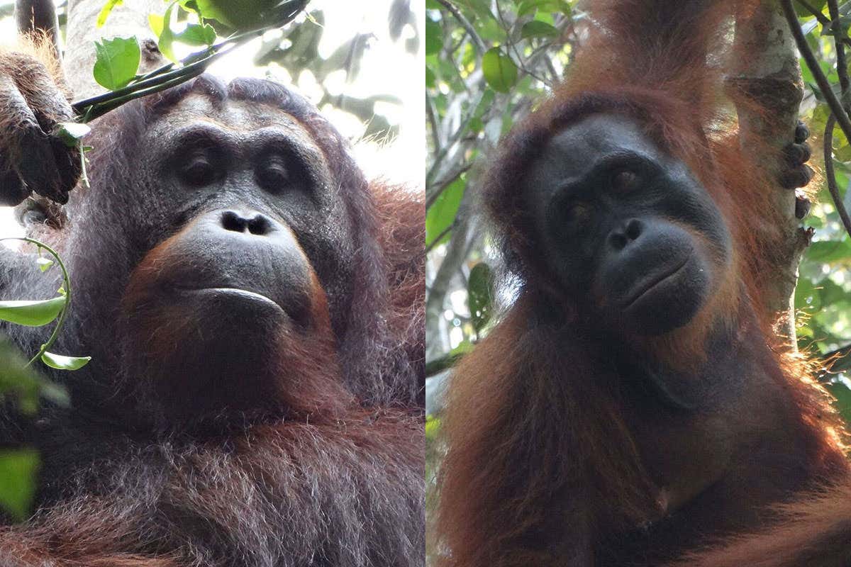 Two orangutans