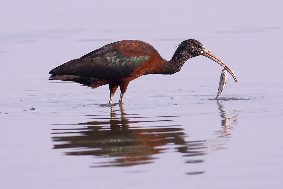 Ibis plucking fish from water