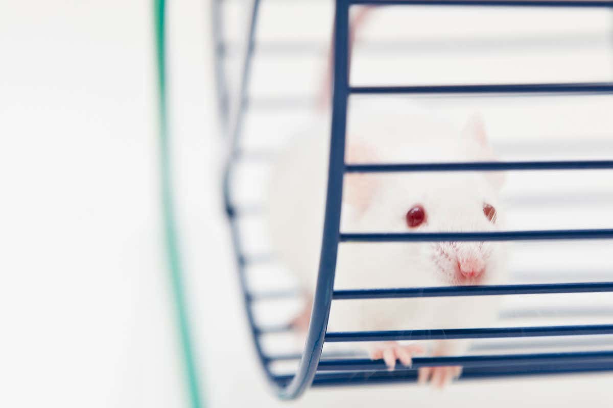 A mouse running on an exercise wheel