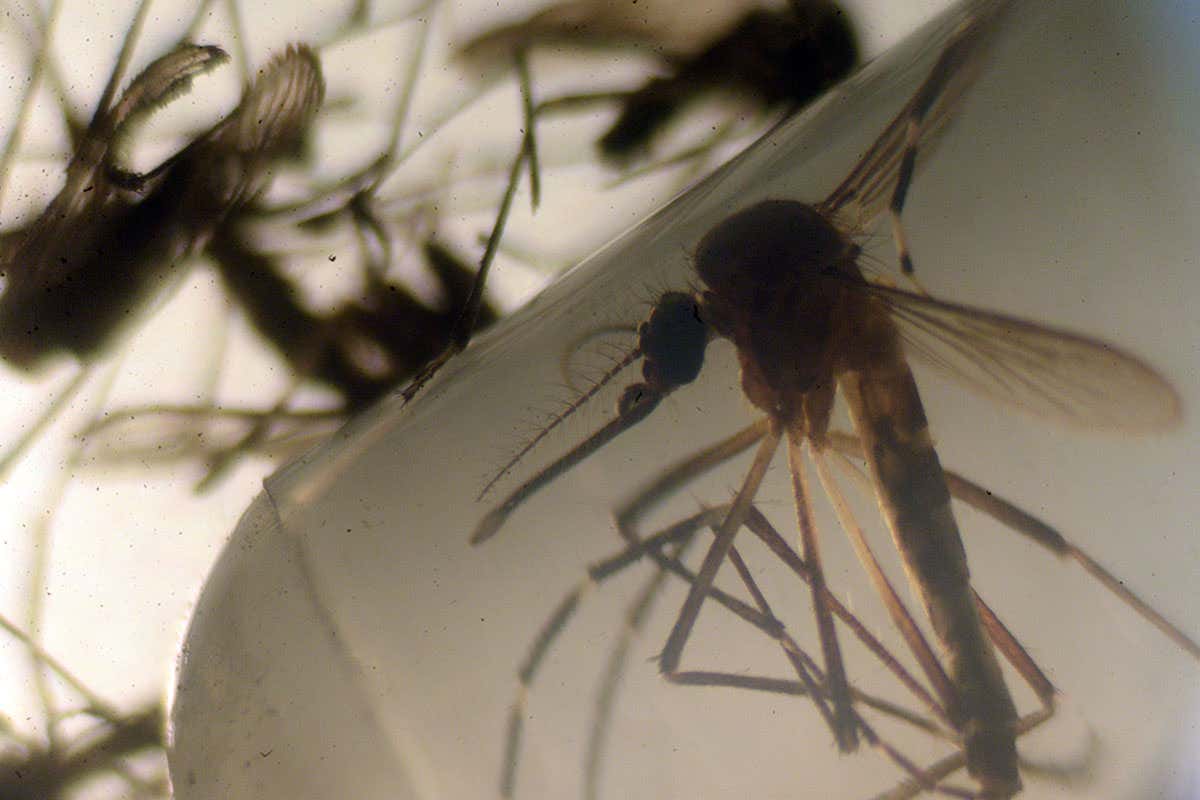 Zika virus is carried by mosquitoes