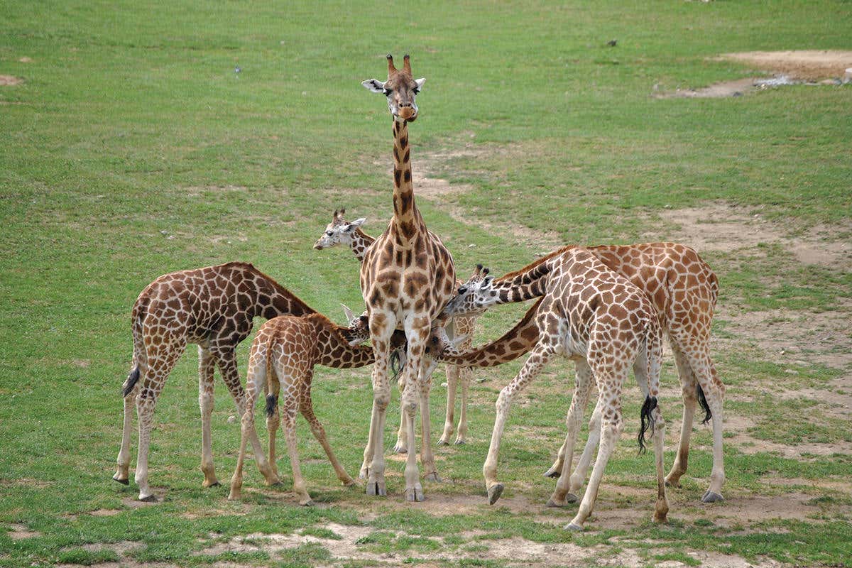 A patient-looking giraffe mother allowing five young giraffes of varying sizes to suckle