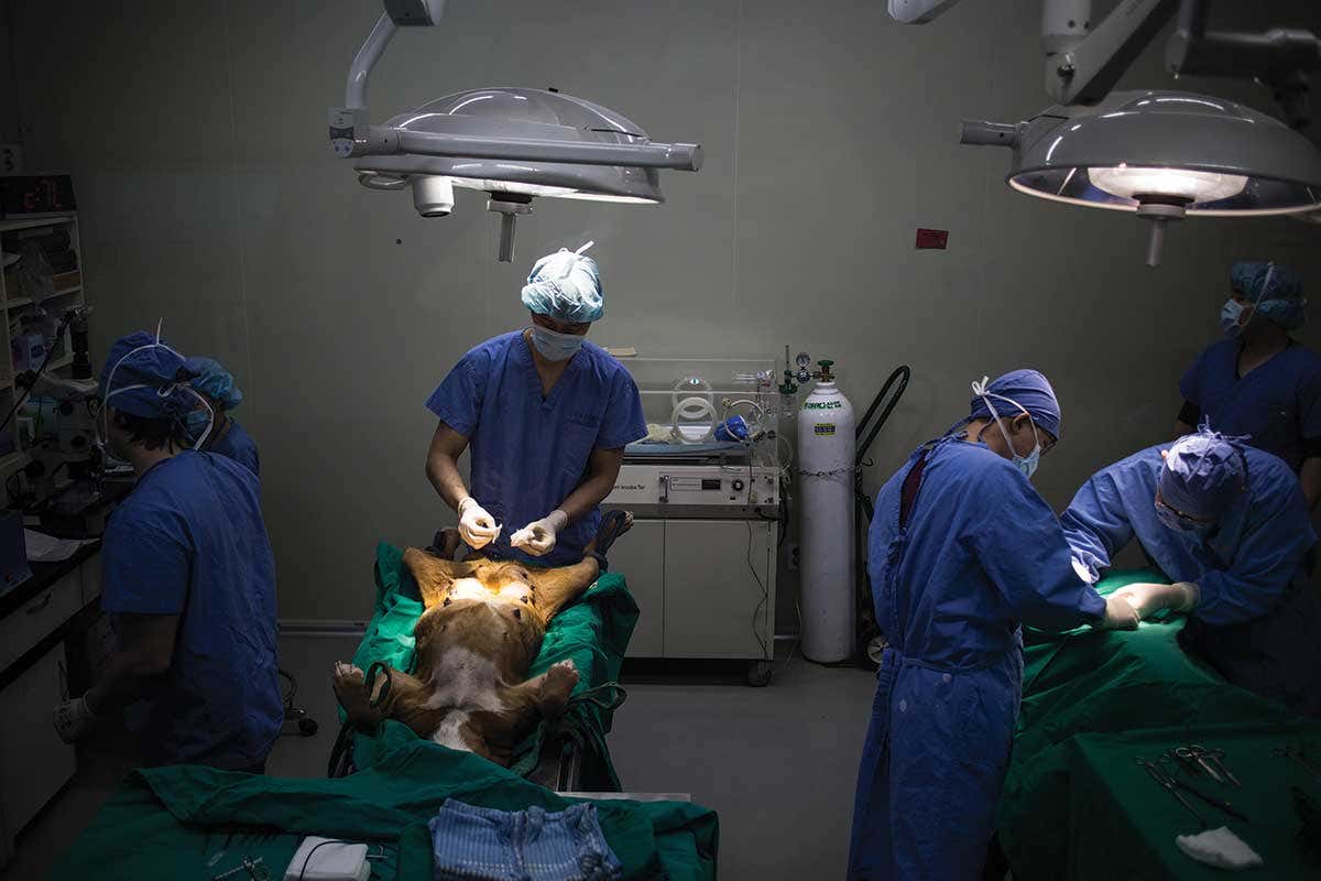 A dog lying on its back, legs splayed, being swabbed by a surgical assistant in readiness for a caesarean section