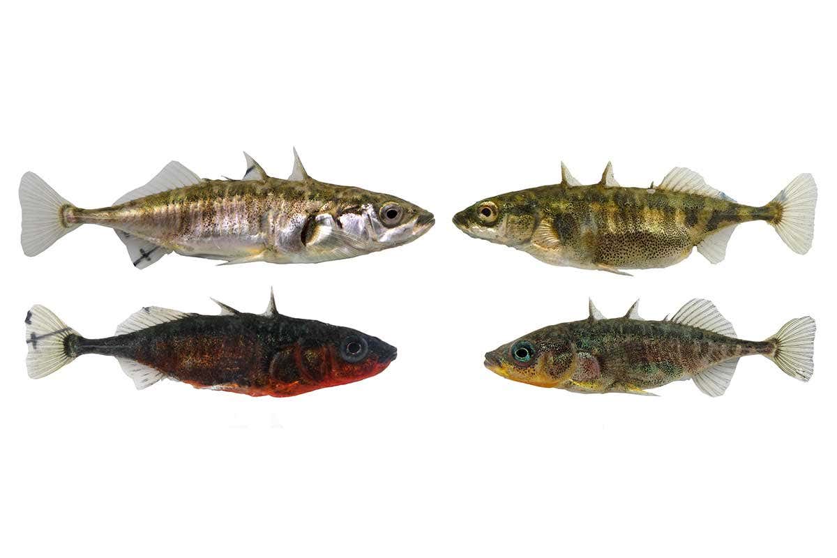 The different kinds of stickleback fish side by side