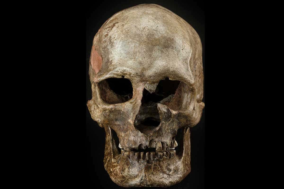 DNA was taken from ancient human bones, like this skull, from the Dolnte Vestonice burial site in the Czech Republic