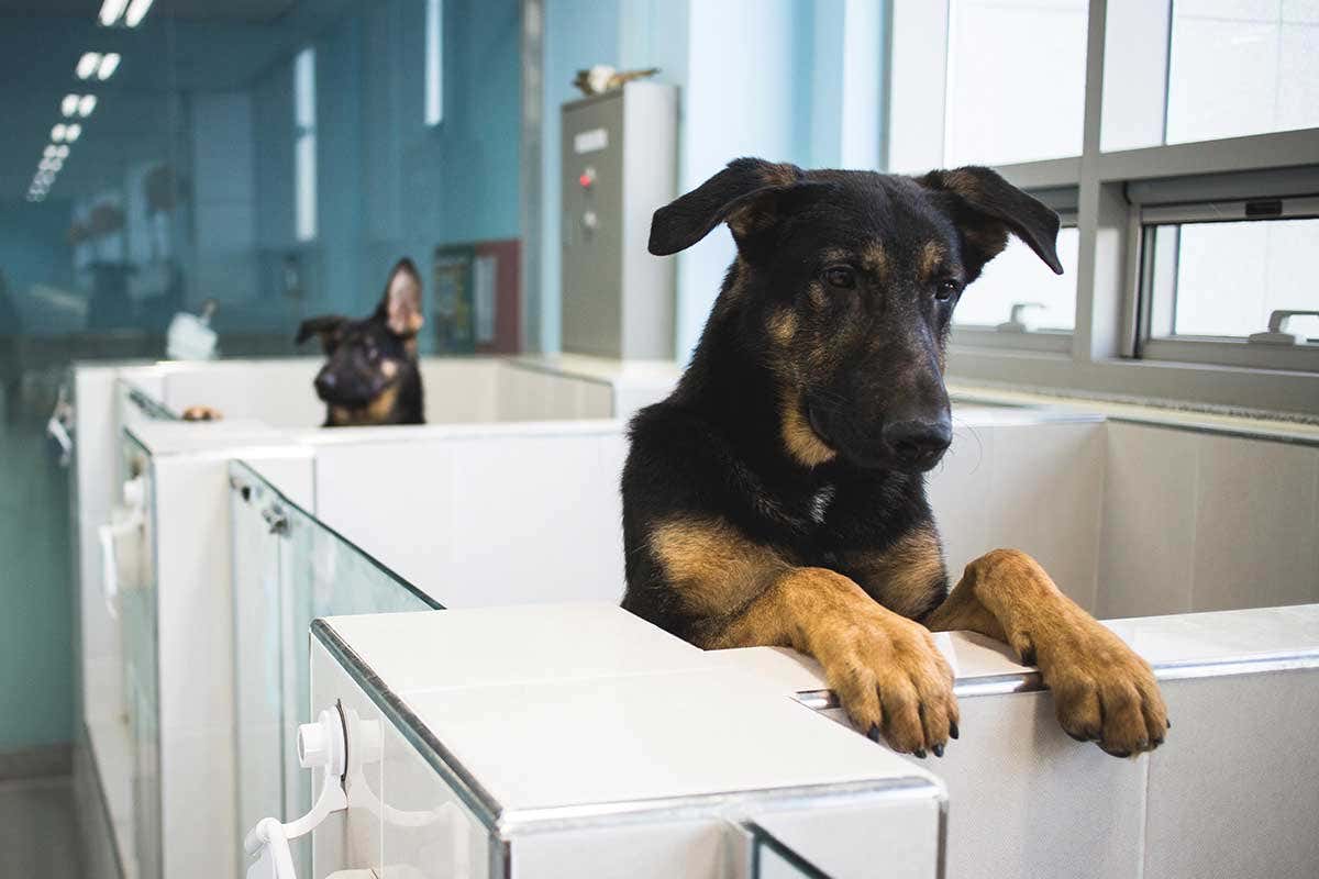 Two dogs with their heads looking out of the tops of a row of cubicles. They are both clones of the same black-and-tan German Shepherd dog, and their only difference is that the left ear of one of them points upwards