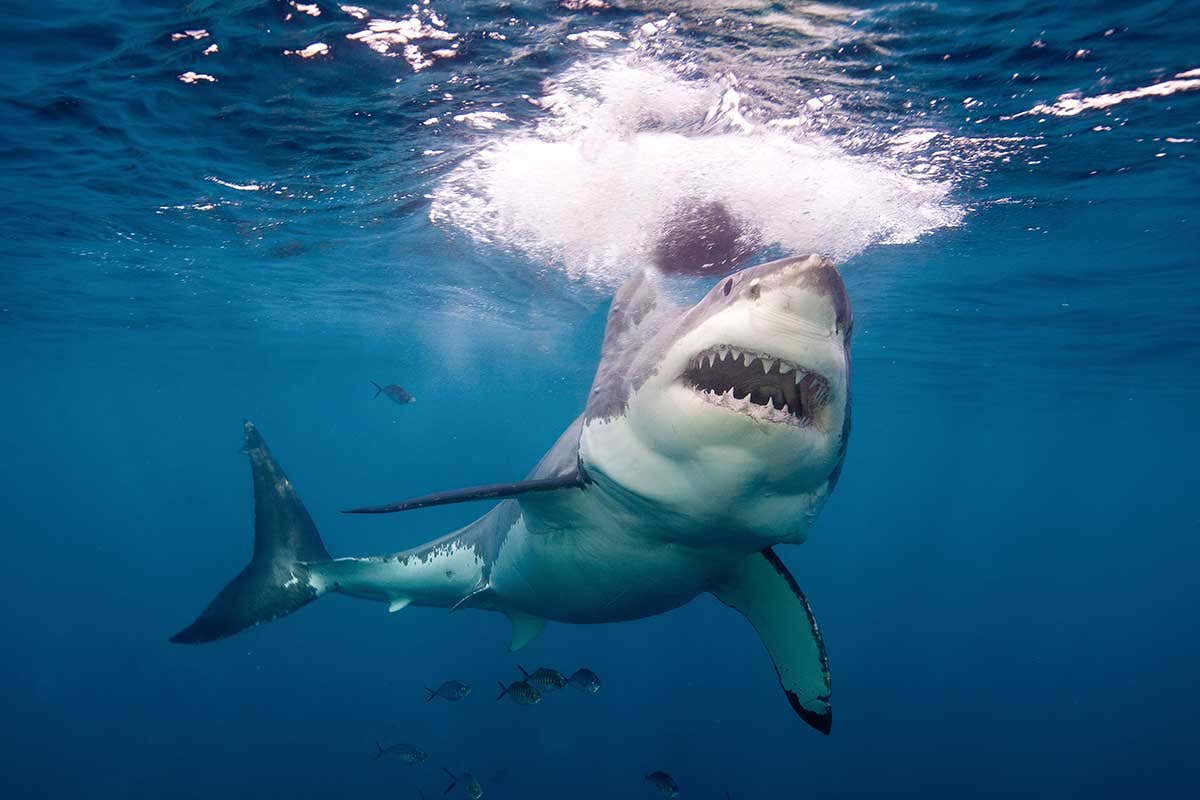 great white shark