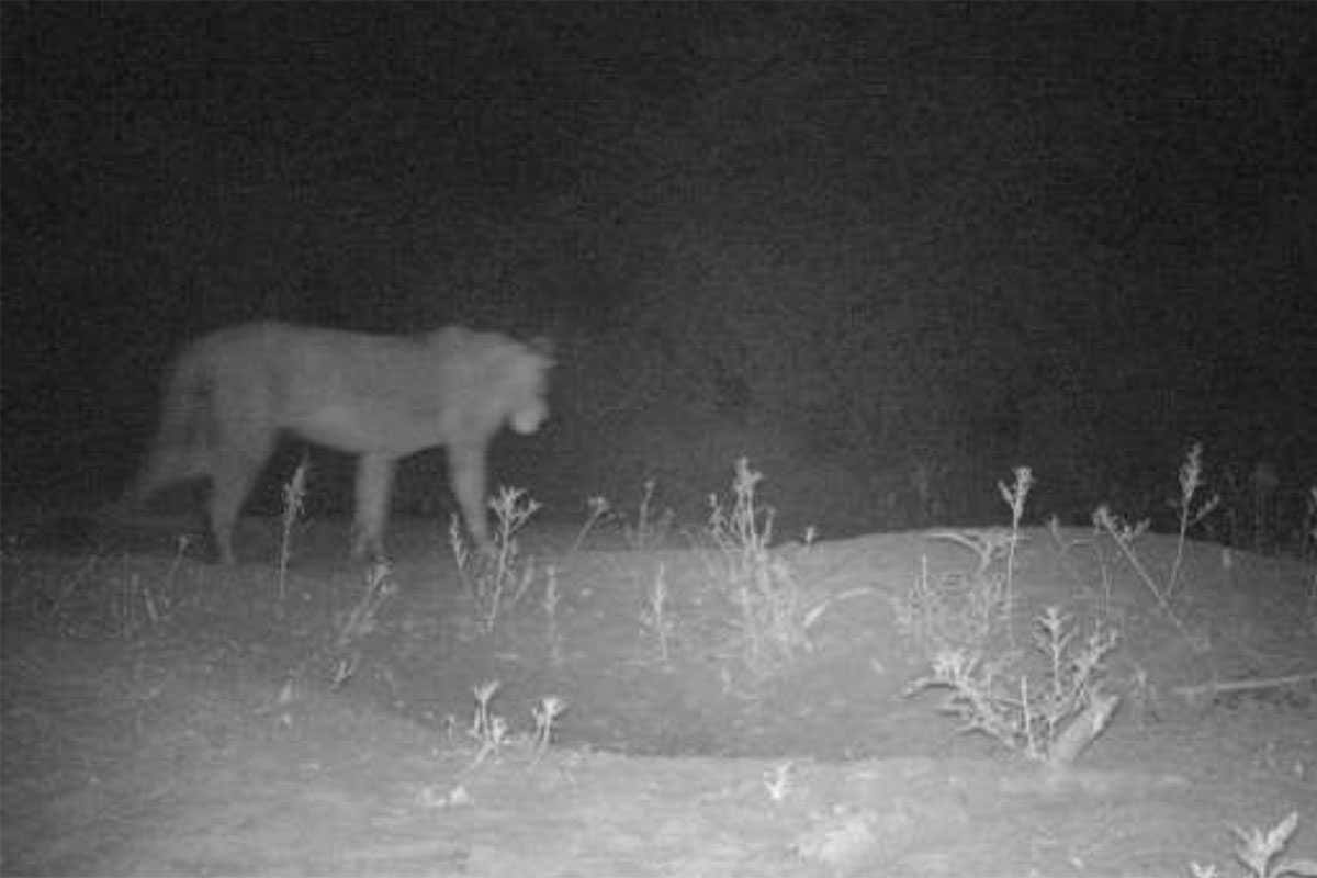 A lion photographed by a camera trap in Alatash National Park in Ethiopia