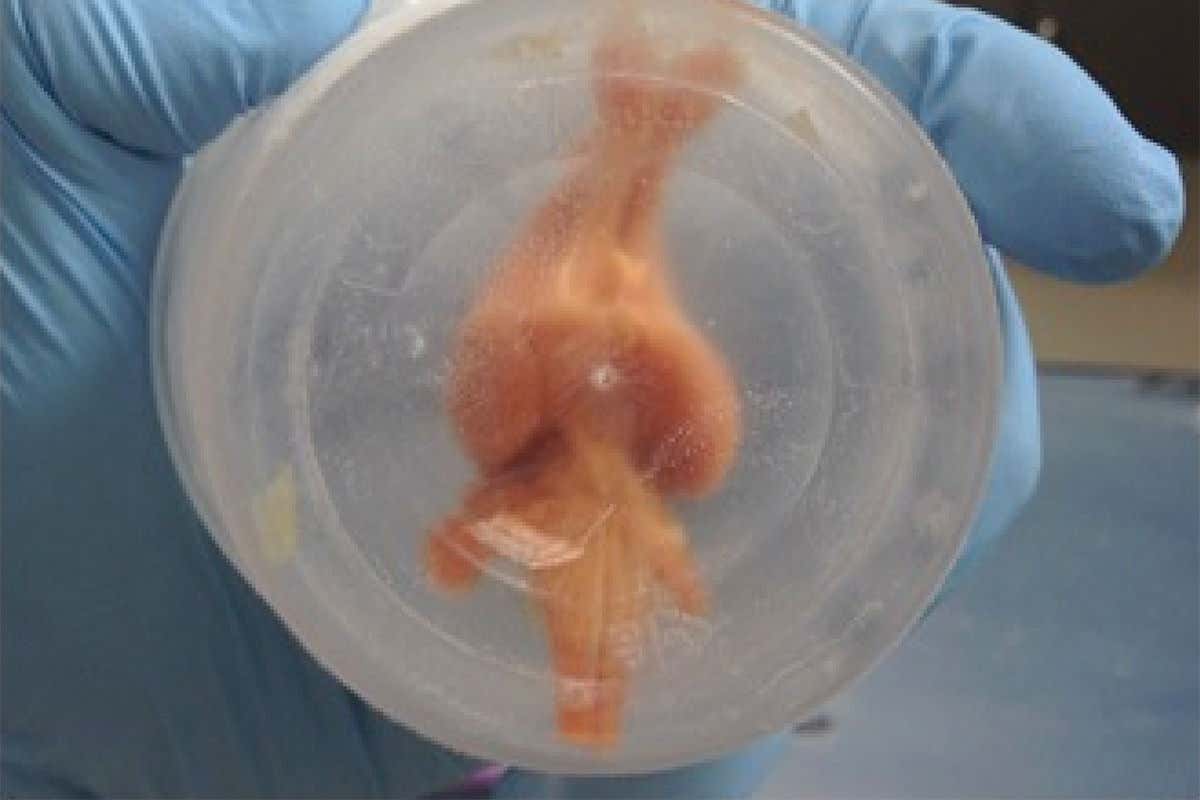 A small brain, pinkish in colour, in a dish