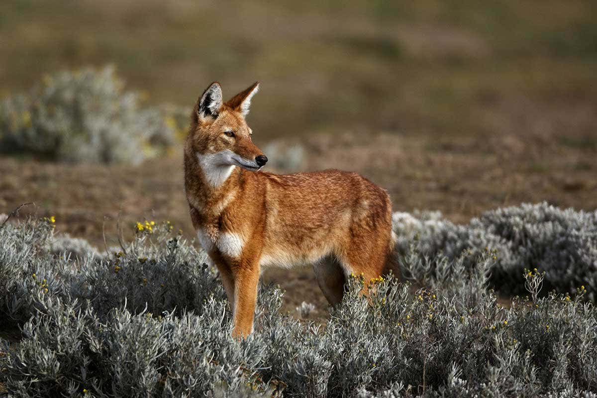 An Ethiopian wolf standing in grassland. It is reddish brown like a fox, fairly large, white underbelly, less fierce looking than a grey wolf