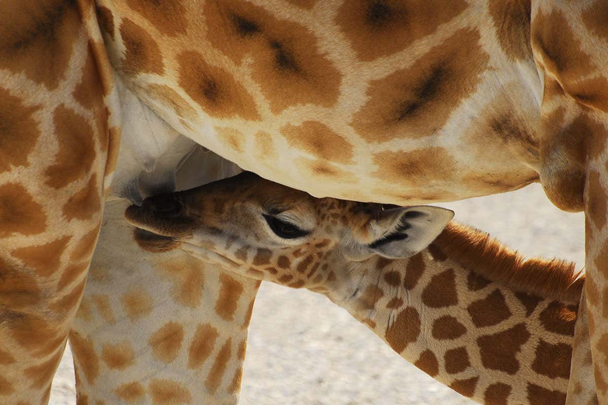 cute baby giraffe suckling a female that may or may not be its mother