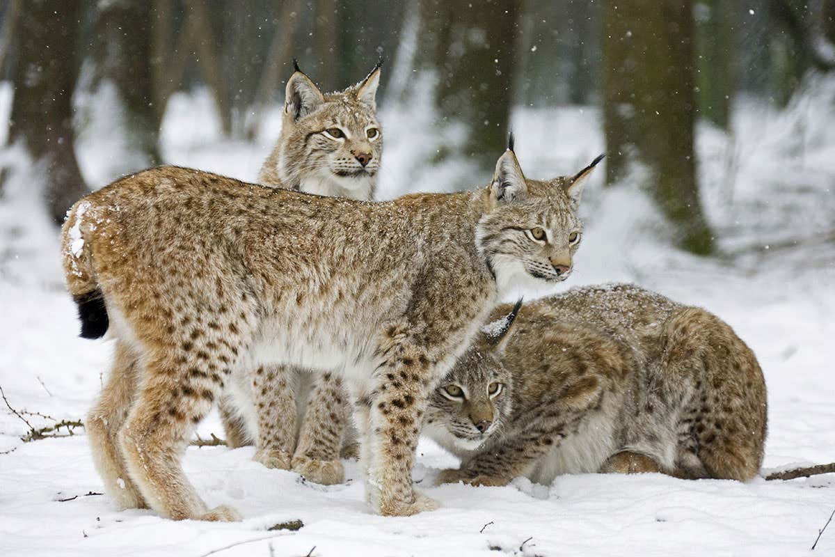 Eurasian lynx in the snow