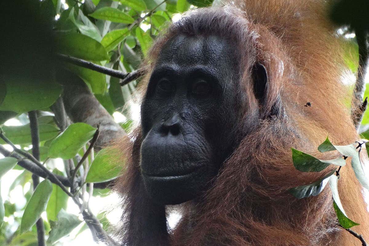 Orangutan