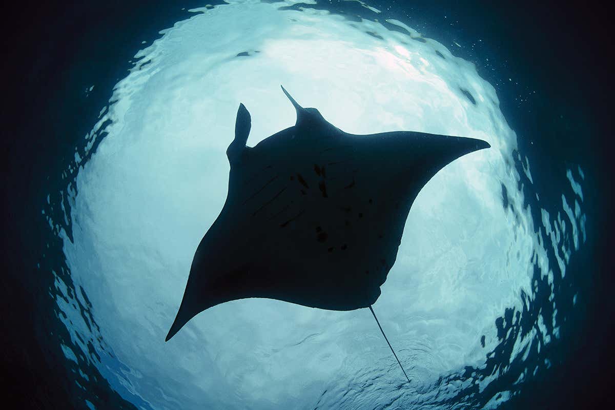 Manta Ray (Manta birostris) feeding on plankton in current, Sangalakki Island, Borneo