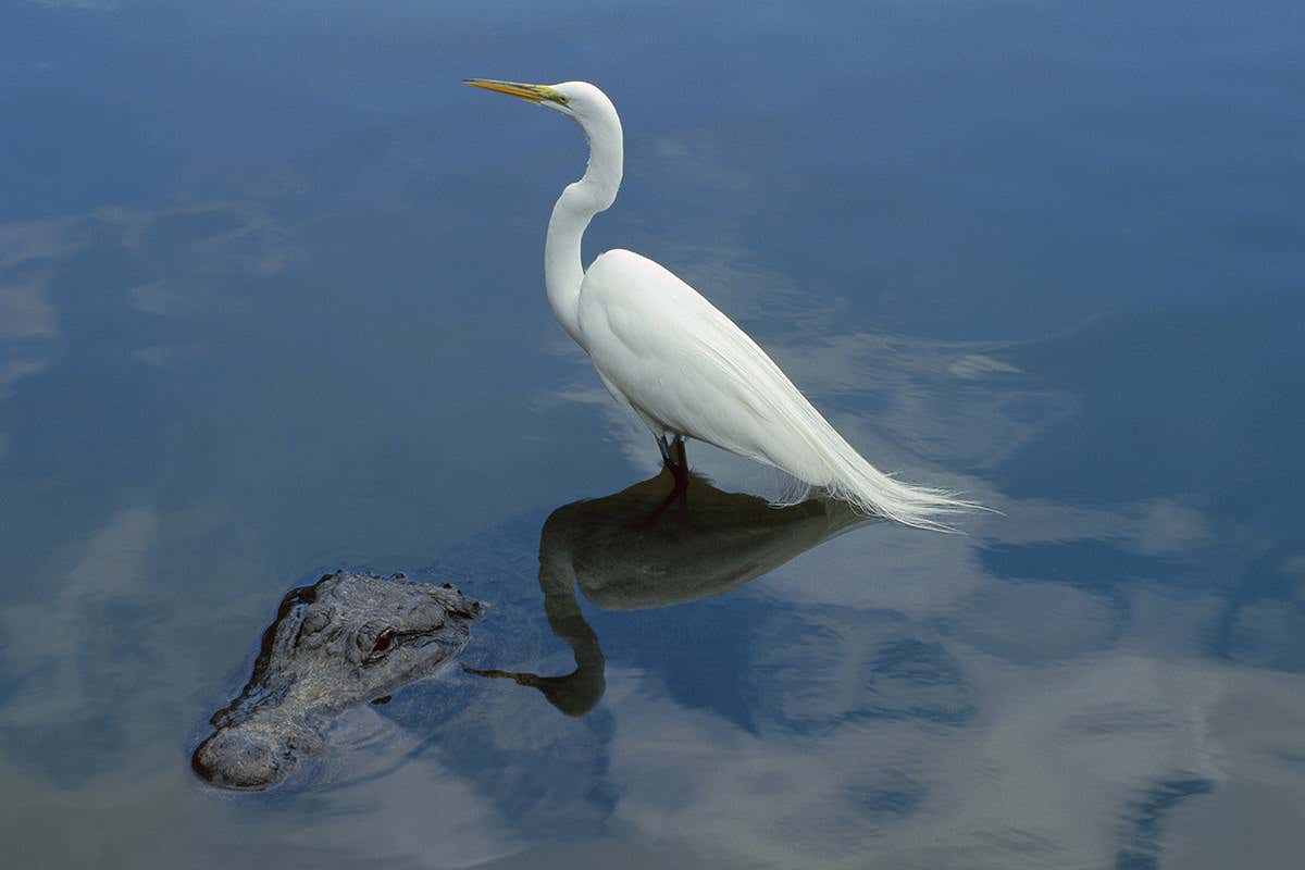 A great egret perching on an alligator