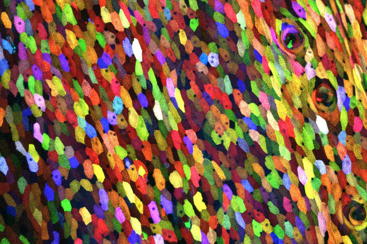 Multicoloured close-up