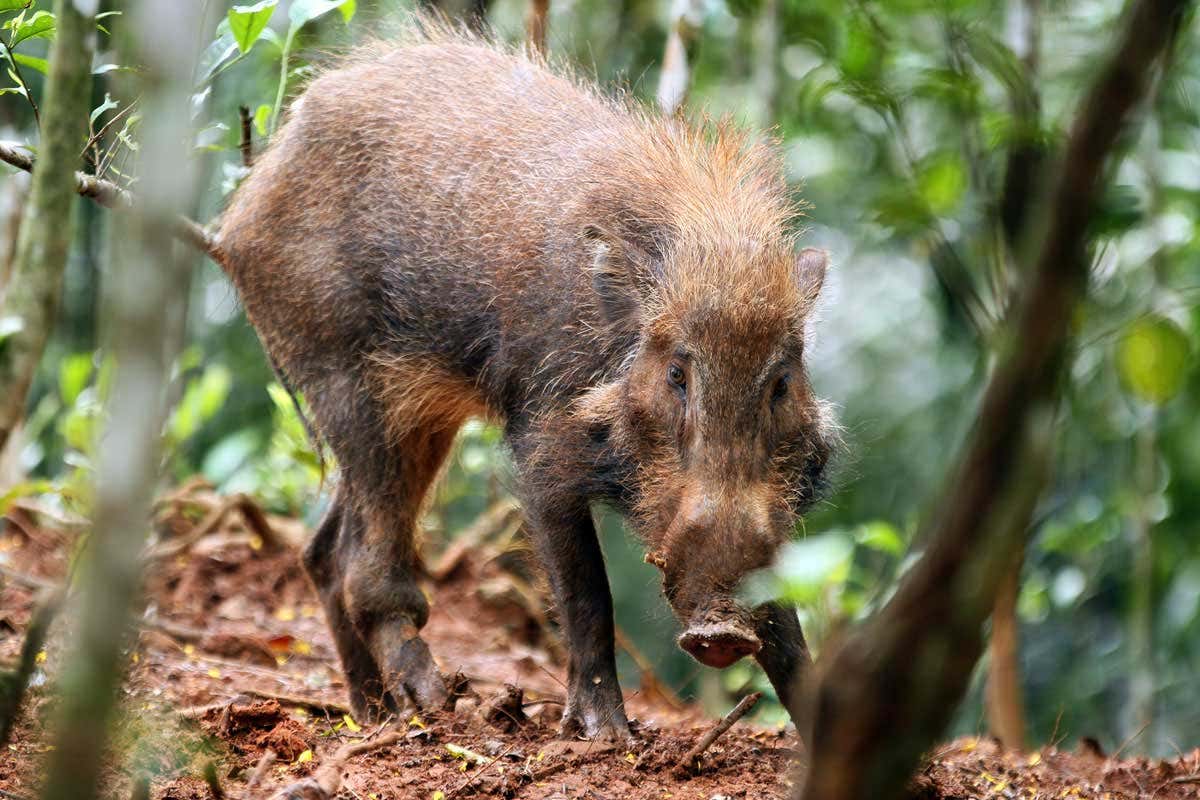 Javan warty pig